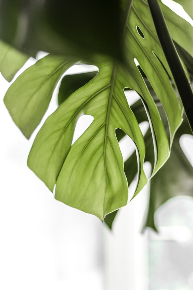 plante d'intérieur de type monstera
